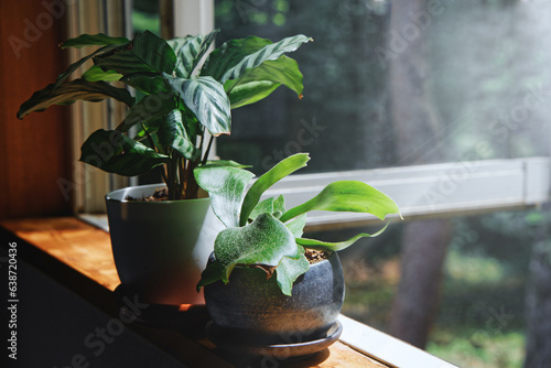 窓際の観葉植物｜カラテアとコウモリラン