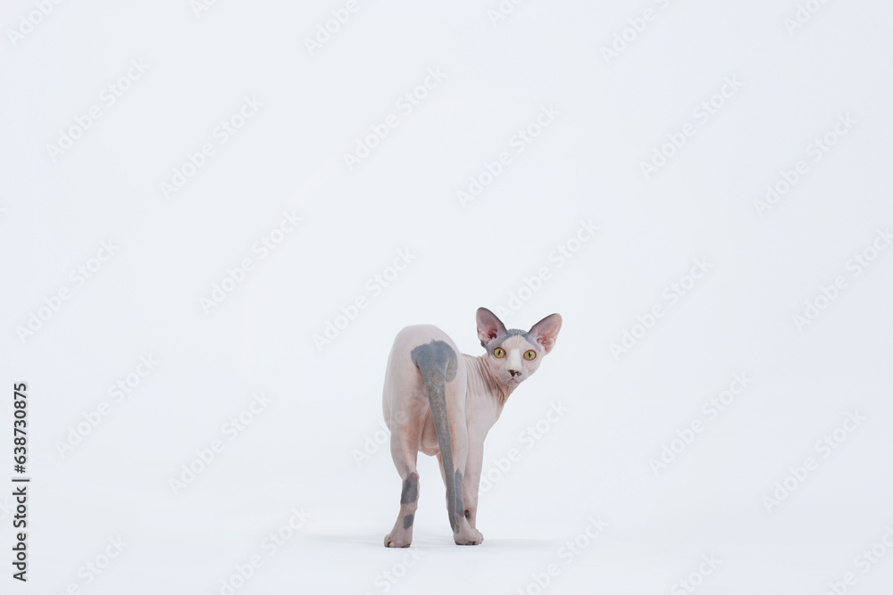 Hairless cat looking at viewer against white backdrop