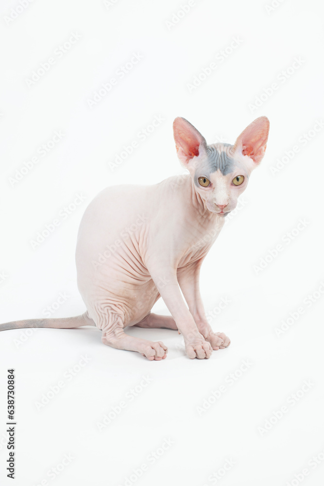 Hairless cat looking at viewer on white backdrop