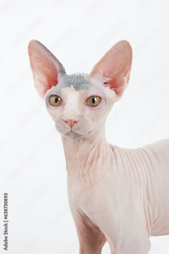Hairless cat looking at viewer on white backdrop