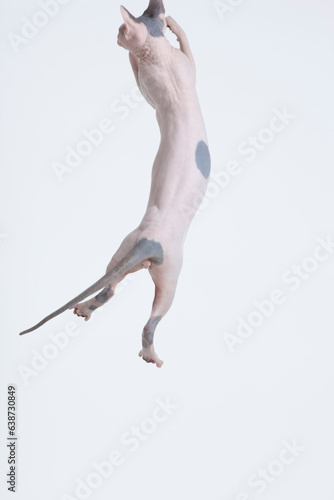 Hairless cat back facing against against white backdrop photo