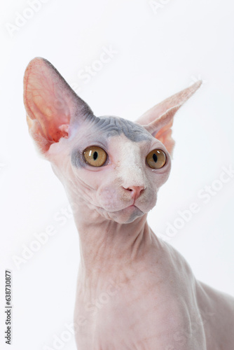 Hairless cat portrait looking right on white backdrop photo