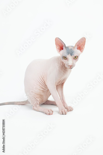 Hairless cat looking at viewer on white backdrop © Cavan