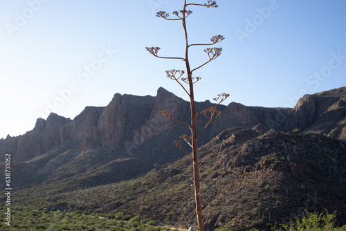 Mountain landscape with century plant