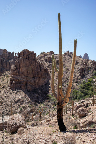 Desert landscape and saguaro cactus recovering from wildfire