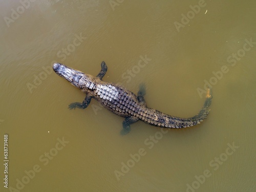 Drone shot of an adult American Alligator