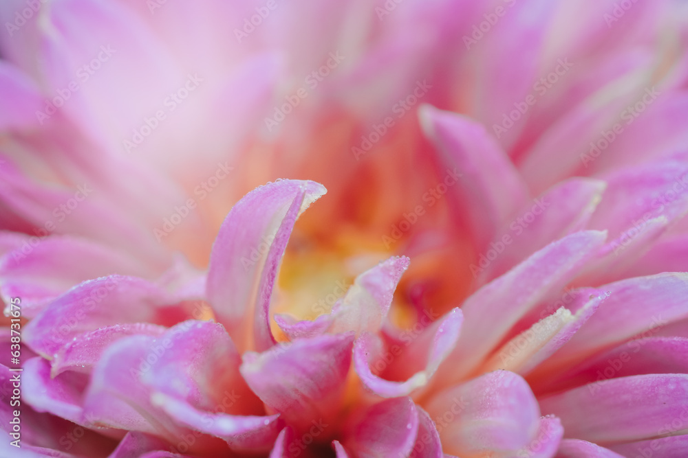Macro shot of pink dahlia flower.