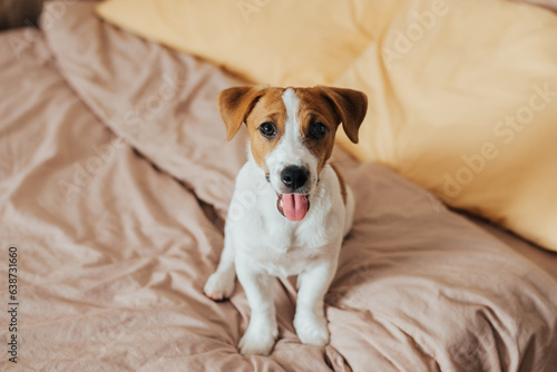 Cute dog Jack Russell Terrier sits on the bed and looks at the camera