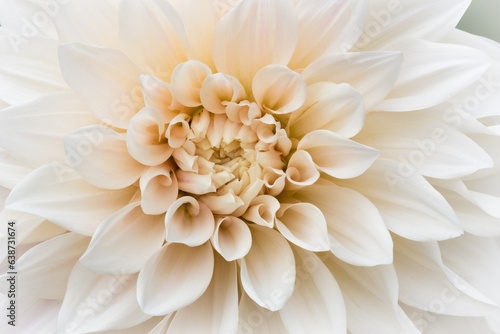 Macro shot of cream-colored dahlia flower. © Cavan