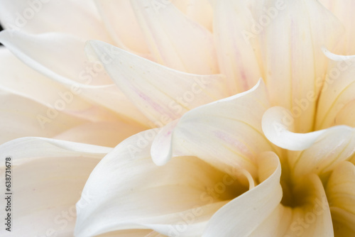 Macro shot of cream-colored dahlia flower. © Cavan