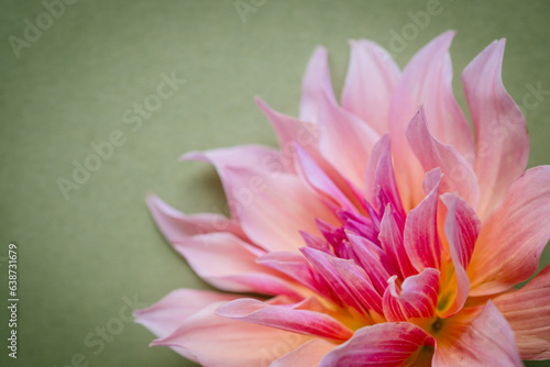 Detail of pink dahlia flower against green background.