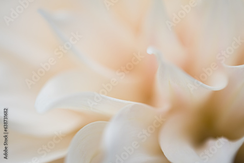 Macro shot of cream-colored dahlia flower.