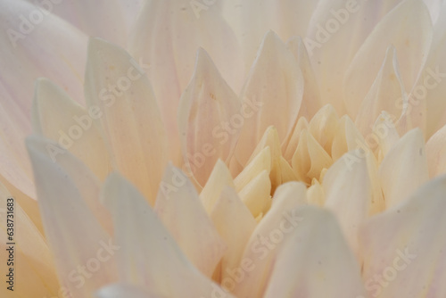 Macro shot of cream-colored dahlia flower.