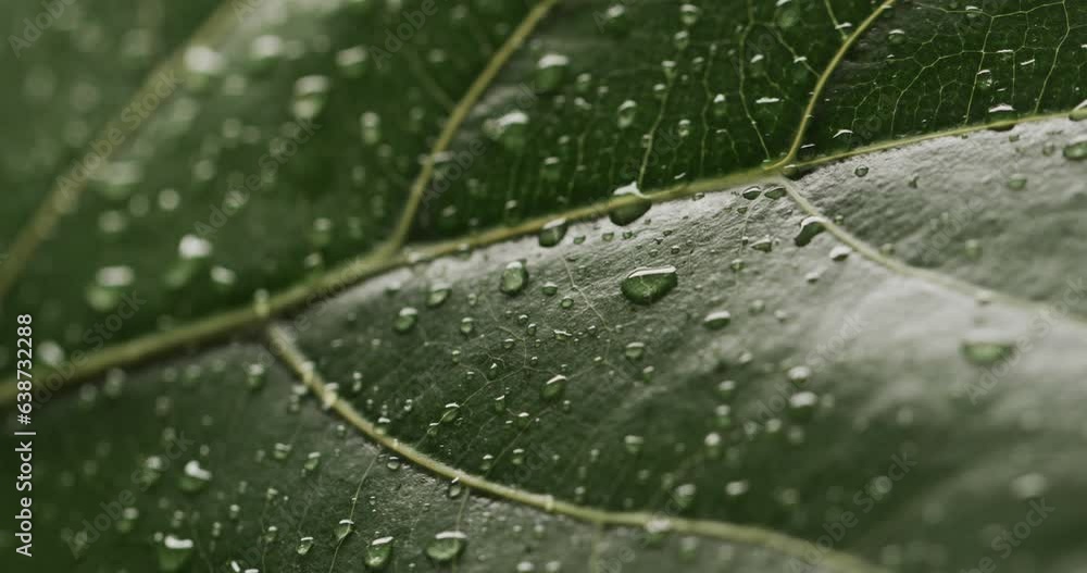 Micro video of close up of leaves and water drops with copy space Micro video of close up of leaves and water drops with copy space