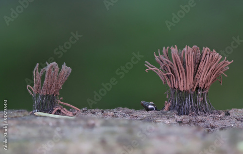 Beautiful tiny slime mold Stemonitis closeup macro