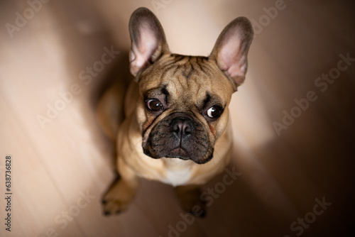 cute french bulldog puppy at home sitting on floor at sunlight © shapovalphoto