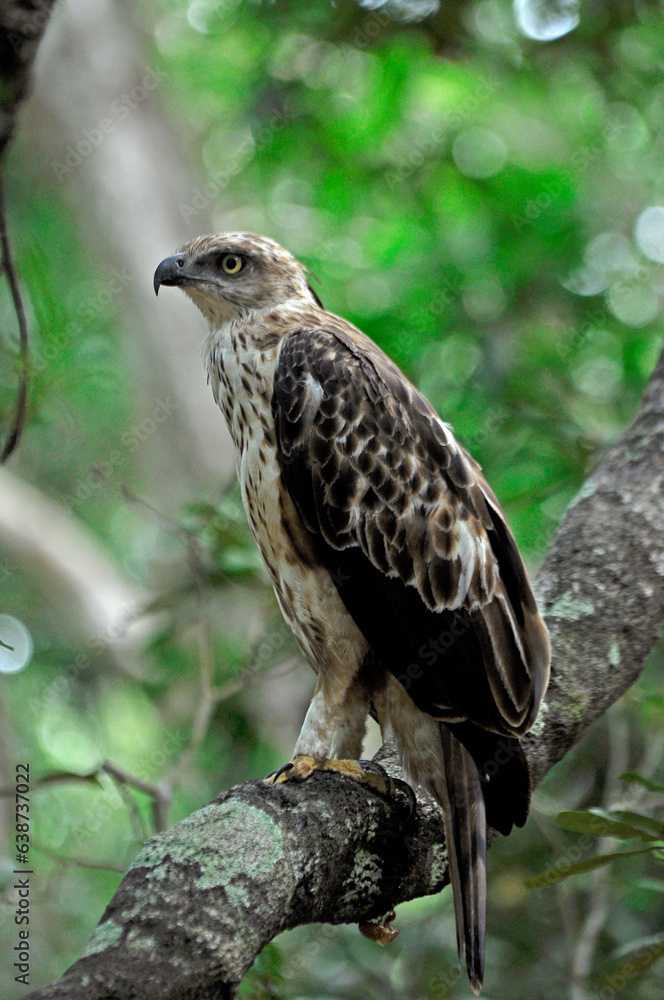 eagle eagle