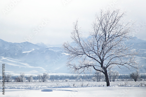 winter landscape, snowy trees against the backdrop of mountains