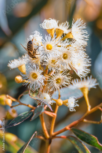 Quadro em tela Flowering gum tree with lemon coloured blossoms and honey bee
