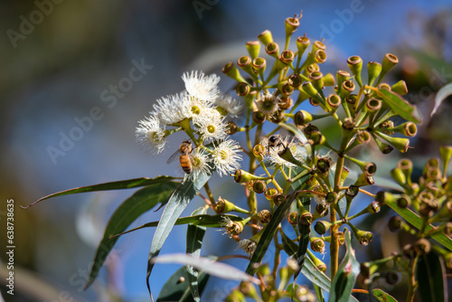 Canvas-taulu Flowering gum tree with lemon coloured blossoms and honey bee