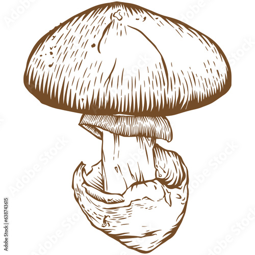 Amanita caesarea mushroom sketch illustration