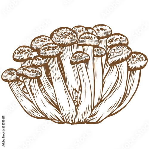 Beech mushroom sketch illustration