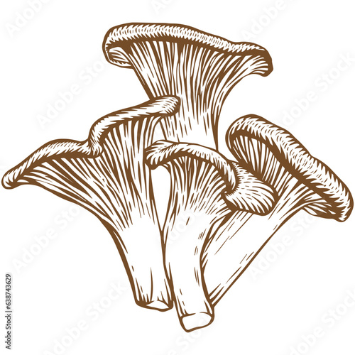 Chanterelle mushroom sketch illustration