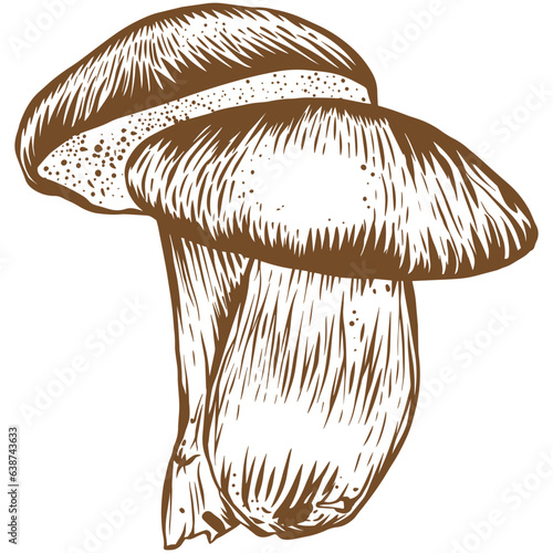 Bay bolete mushroom sketch illustration