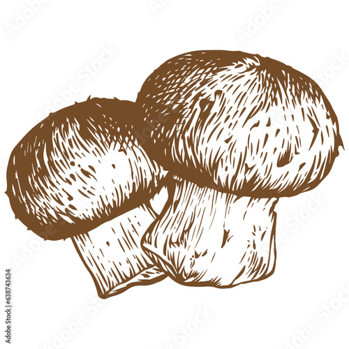 Cremini mushroom sketch illustration