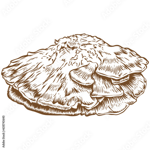 Chicken of the woods mushroom sketch illustration
