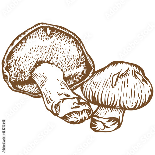 Hedgehog mushroom sketch illustration