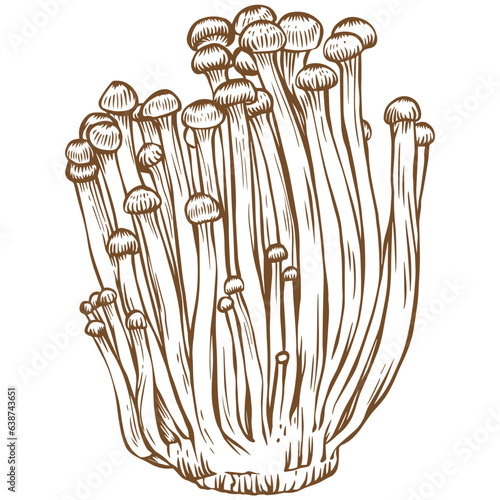 Enoki mushroom sketch illustration