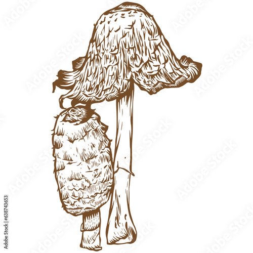 Inky cap mushroom sketch illustration