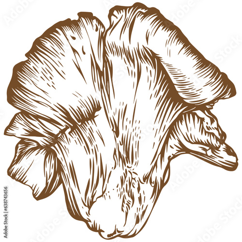 Lobster mushroom sketch illustration