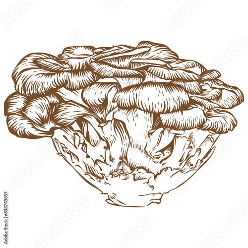 Maitake mushroom sketch illustration