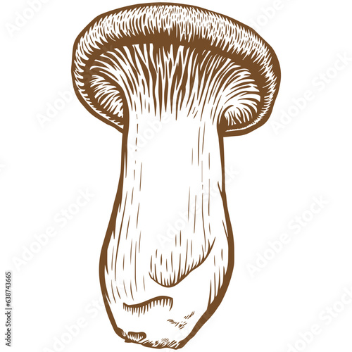King trumpet mushroom sketch illustration