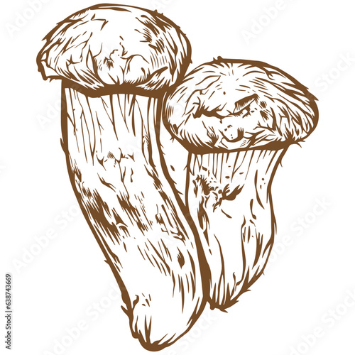 Matsutake mushroom sketch illustration