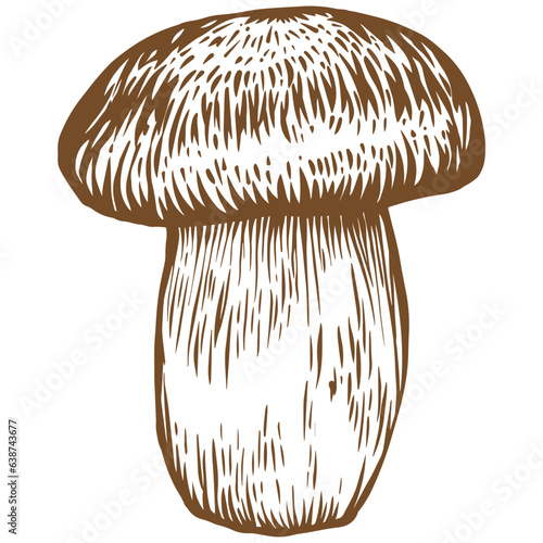 Porcini mushroom sketch illustration