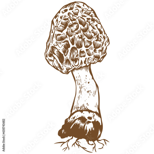 Morchella mushroom sketch illustration