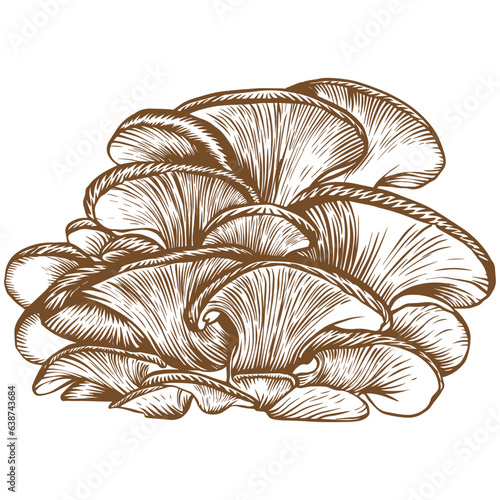 Oyster mushroom sketch illustration