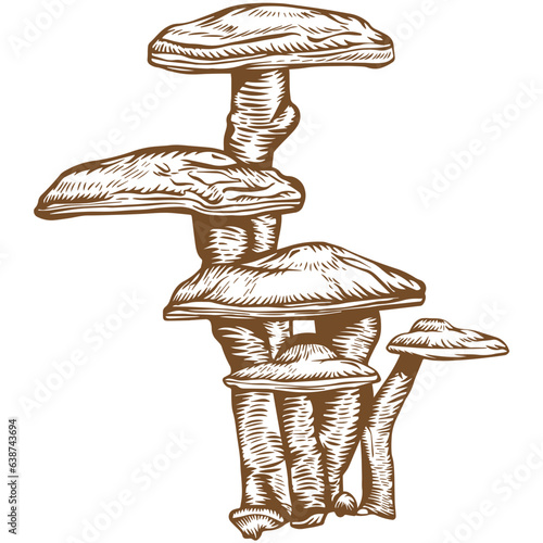Reishi mushroom sketch illustration