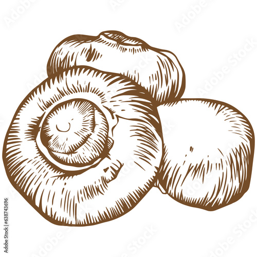 White button mushroom sketch illustration