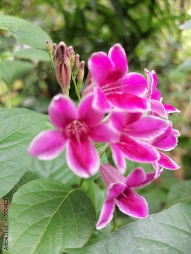 pink orchid flower