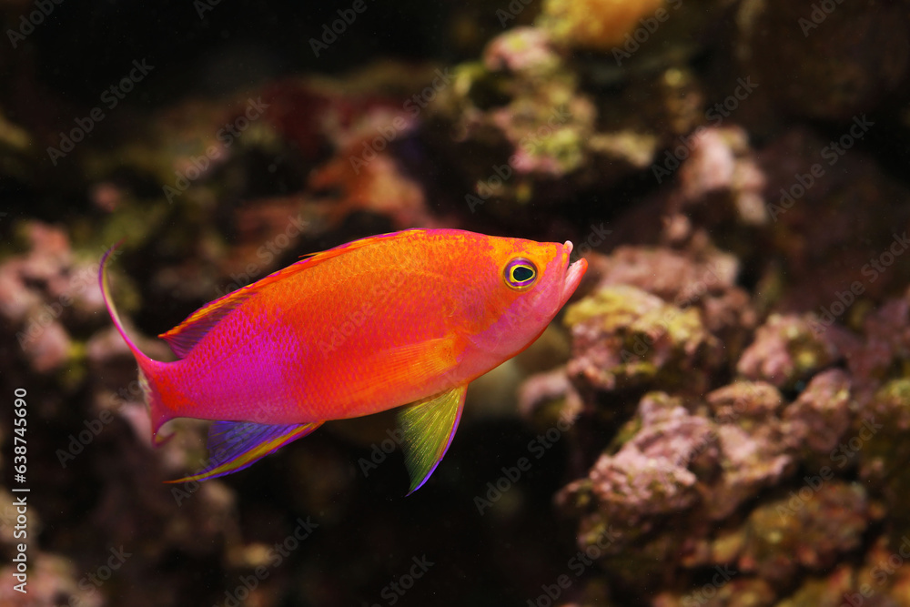 Colorful Male Yellowtail Anthias (Pseudanthias flavicauda) Colorful Male Yellowtail Anthias (Pseudanthias flavicauda)