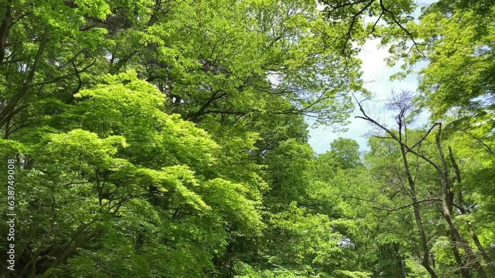 青葉の風薫る初夏の里山 青葉の風薫る初夏の里山