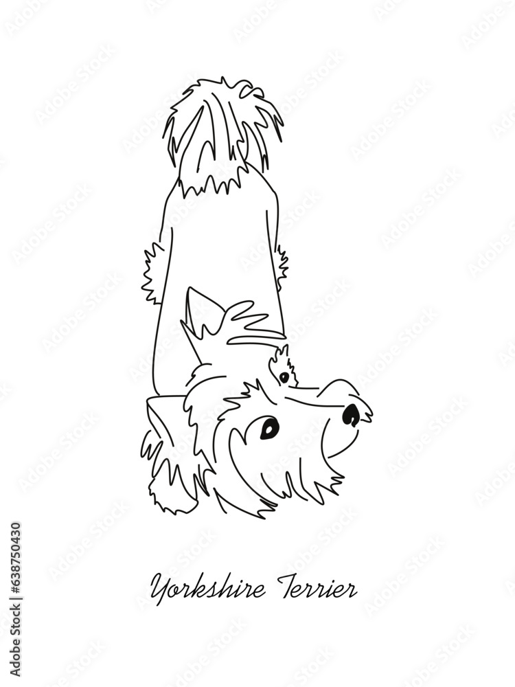 Obraz premium Vector drawing of a Yorkshire Terrier puppy. A sketch of a lying little dog