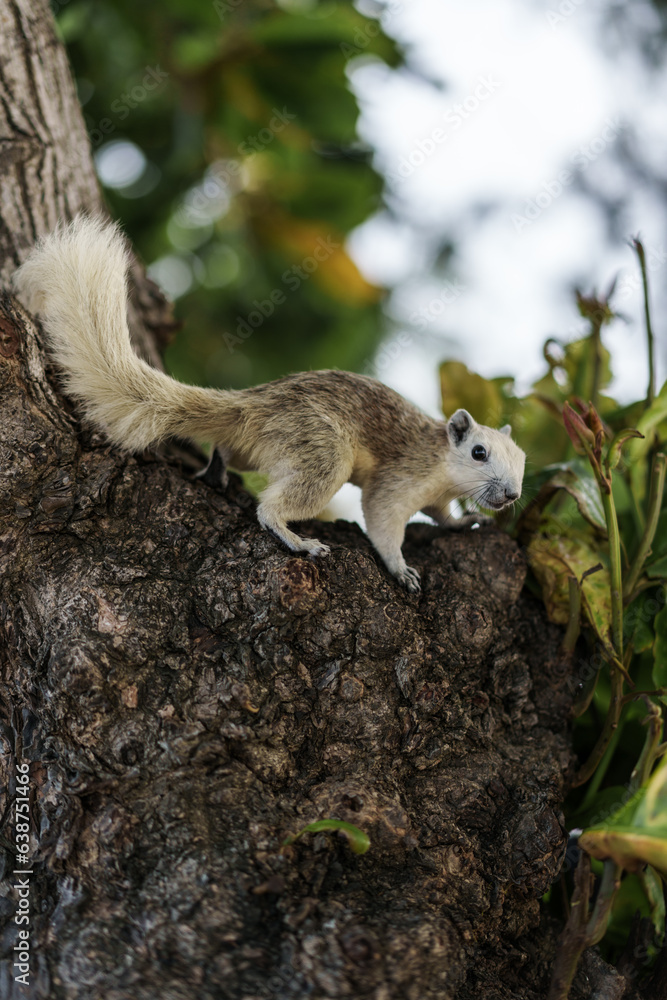 Obraz premium A white squirrel is on a tree