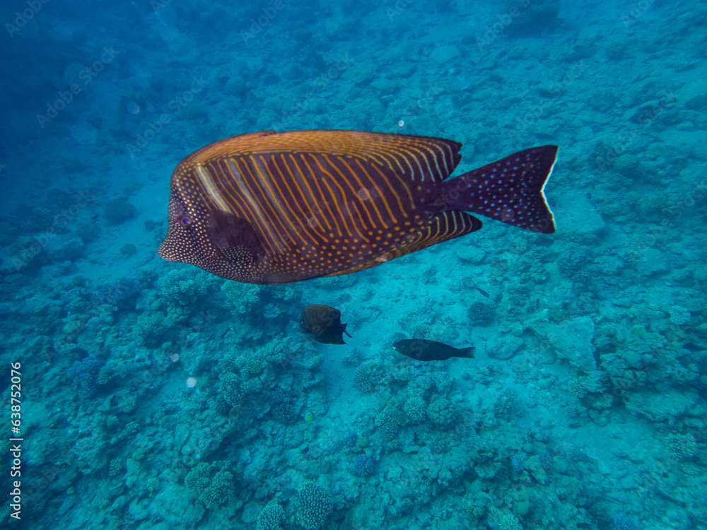 Fototapeta premium Zebrasoma sailor Desjardins in a coral reef of the Red Sea