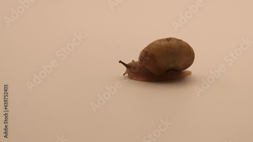 하얀종이 위에서 느리게 이동하는 작은달팽이 한마리