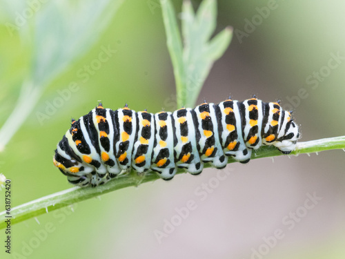 Swallowtail Butterfly against green brackground